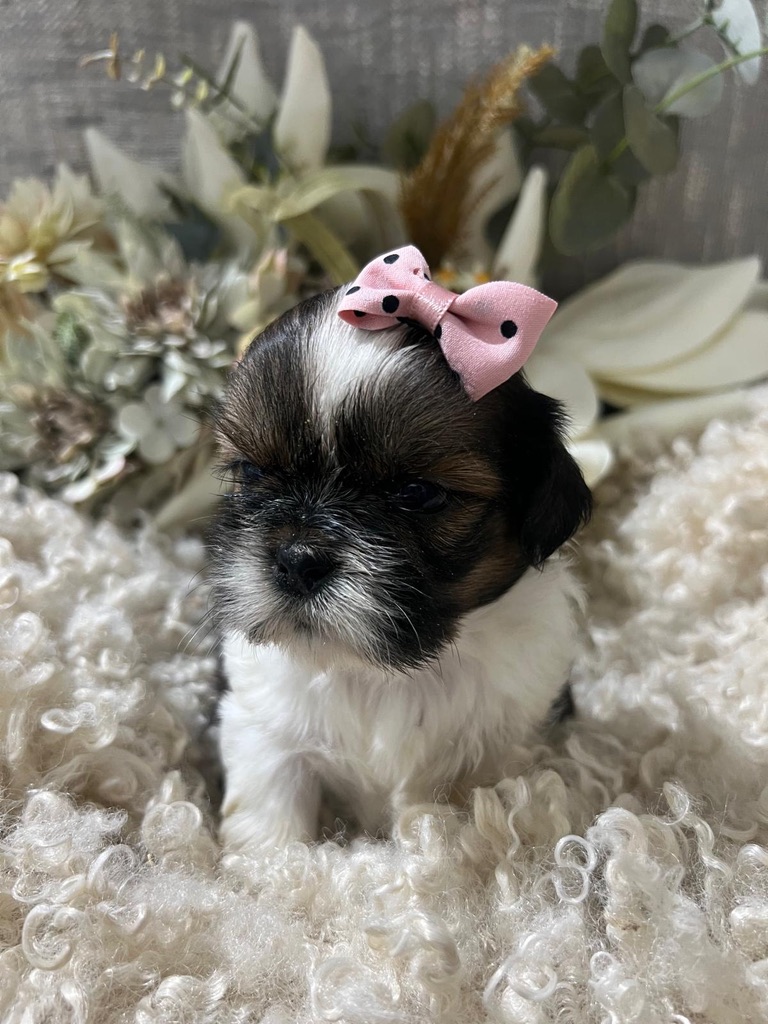 Shih Tzu cachorro