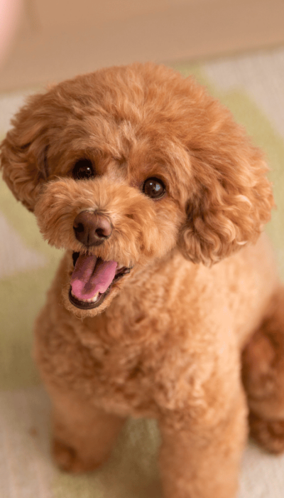 Caniche juguetón