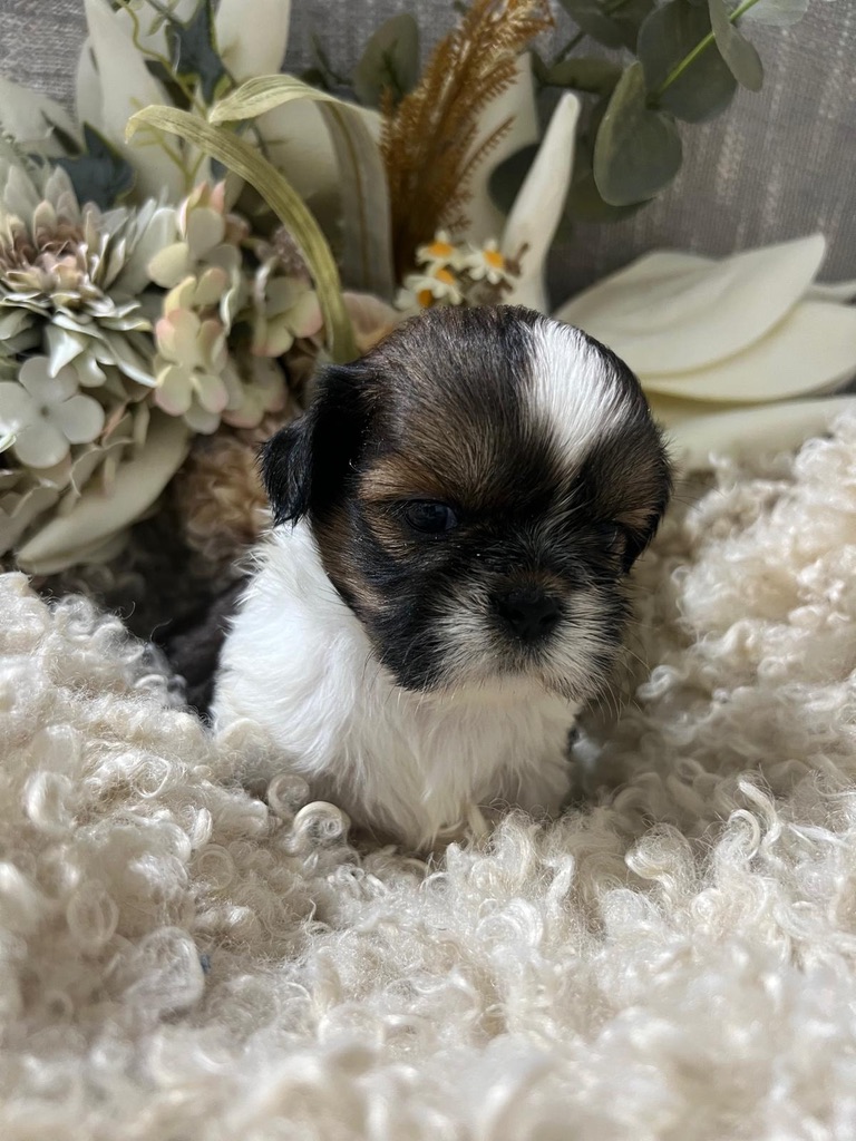 Cachorro Shih Tzu Cachorro de bichón maltés