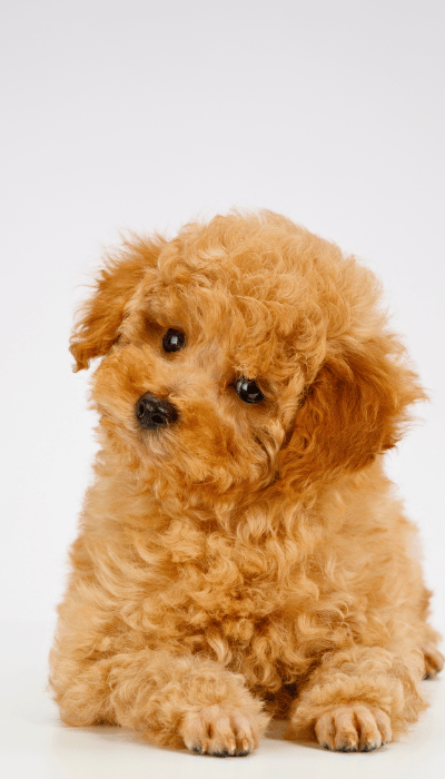 Caniche Pistacho